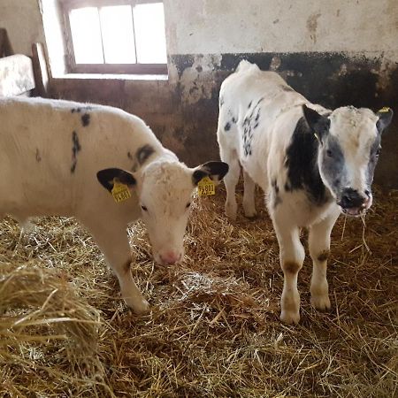 Ferienwohnung Mit Bauernhofflair Löbau Esterno foto