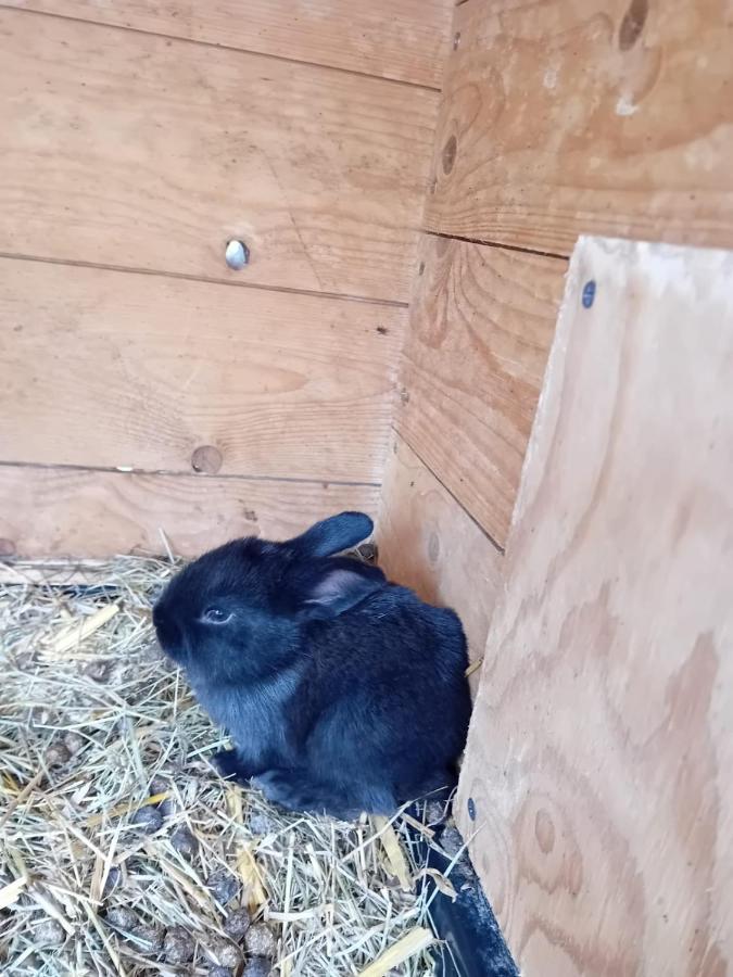 Ferienwohnung Mit Bauernhofflair Löbau Esterno foto